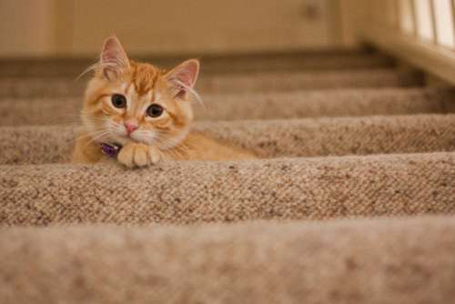 Ginger Tabby Cat Staircase Free Photo