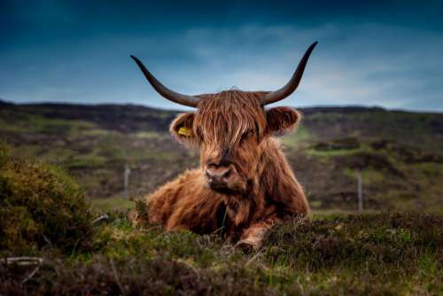 Scottish Highland Cow Moors Free Photo