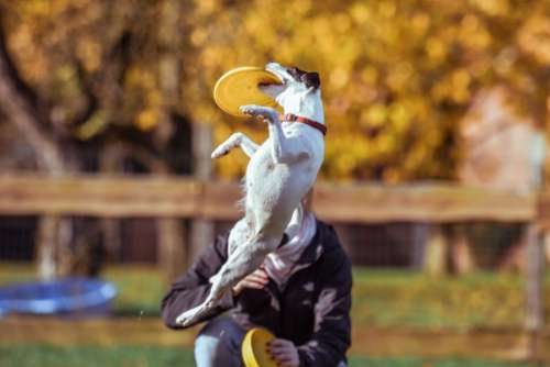 Dog Jumping Frisbee Happy Free Photo