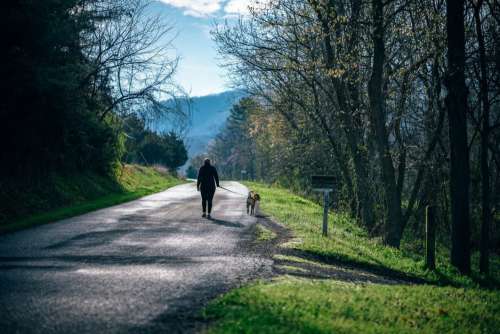 Woman Walking Dog Road Forest Free Photo