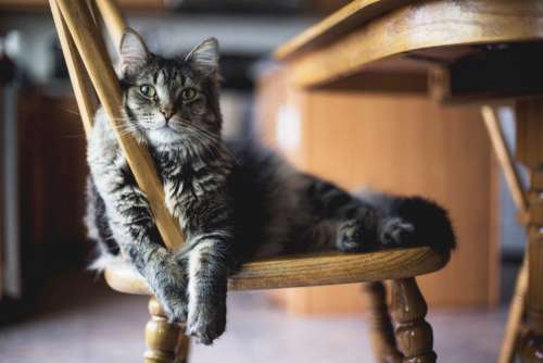 Cat Chair Free Photo