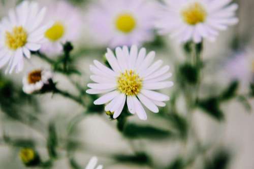 White Flowers Closeup Free Photo