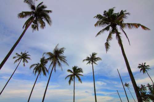 Palm Trees Blue Sky Free Photo