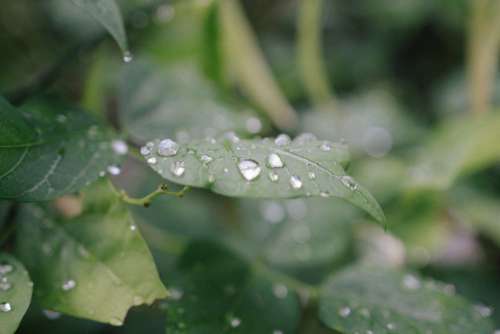 Rain Drops Green Leaf Free Photo
