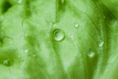 Green Leaf Morning Dew Free Photo