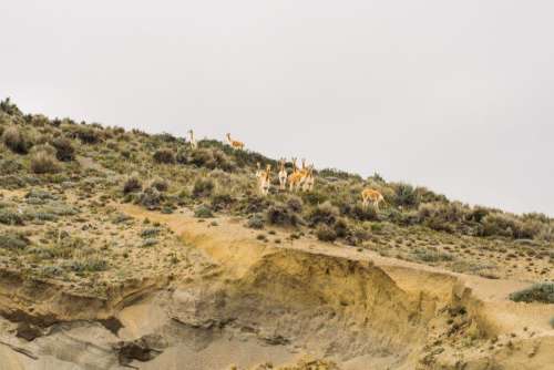 Llama Sand Free Photo