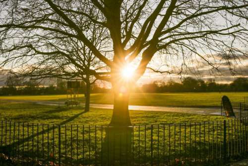 Park Fence Tree Sunset Free Photo