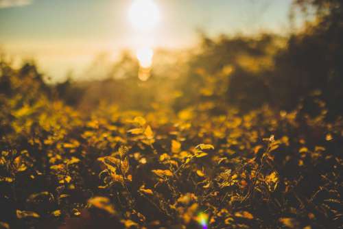 Flowers Sunset Bokeh Free Photo