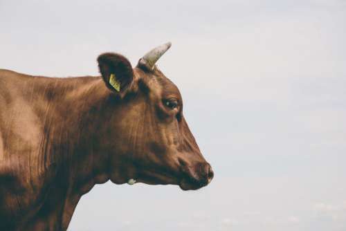 Side View of Brown Cow Free Photo