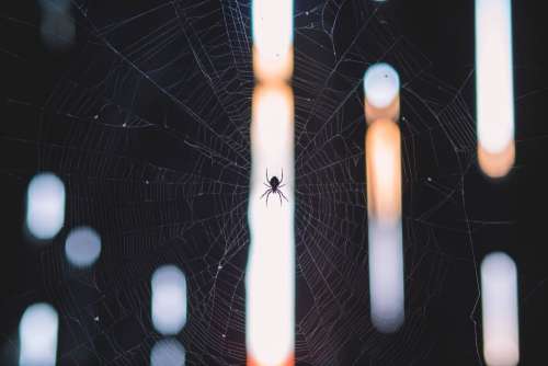 Spider on Web Free Photo