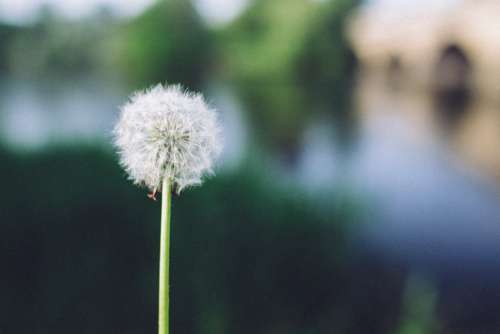 Dandelion in the Daytime Free Photo