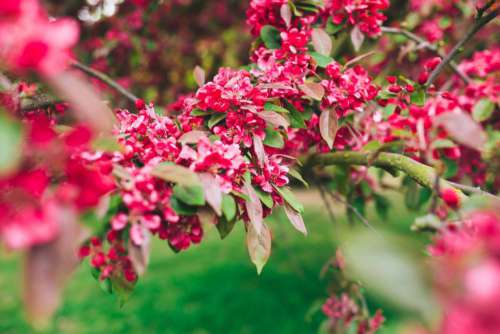 Pink Petaled Flowers Free Photo