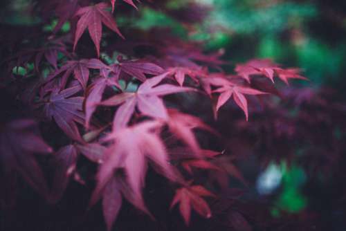 Red Plant in the Park Free Photo