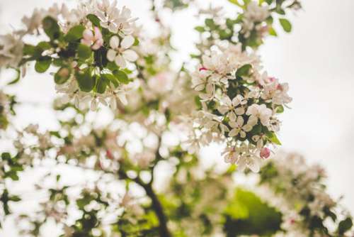 White Petal Flowers Free Photo