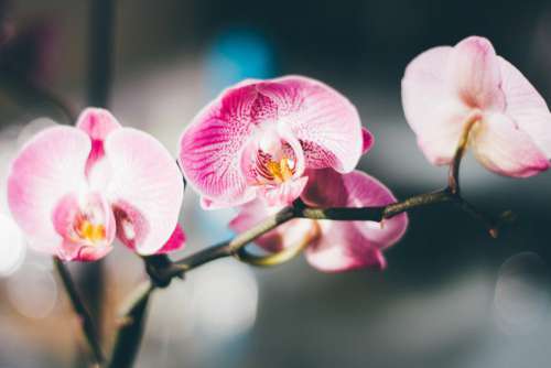 Pink & White Orchid Close-up Free Photo