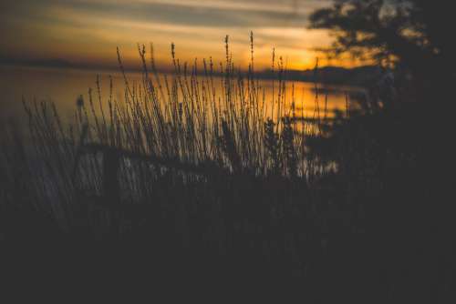 Silhouette of Grass Near Water Free Photo
