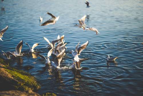 Flock of Birds Flying and Diving Free Photo
