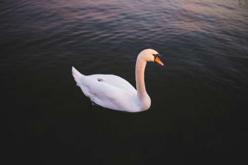 Single Swan Water Free Photo