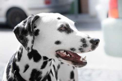 Dalmatian Dog Free Photo