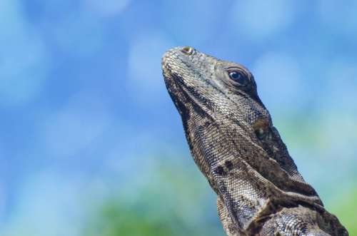 Iguana Lizard Blue Sky Free Photo