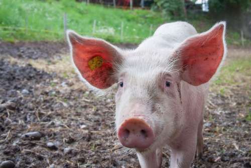 Farm Pig Big Ears Free Photo