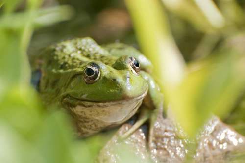 Green Frog Free Photo