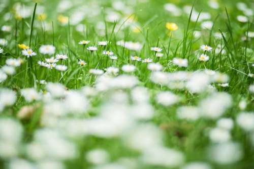 Grass and Daisies at the Park Free Photo