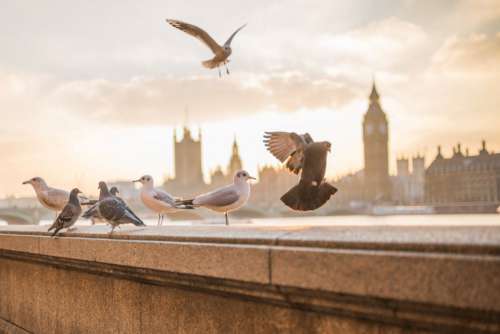Flying Birds in London Free Photo