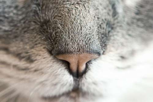 Cat Nose Closeup Free Photo