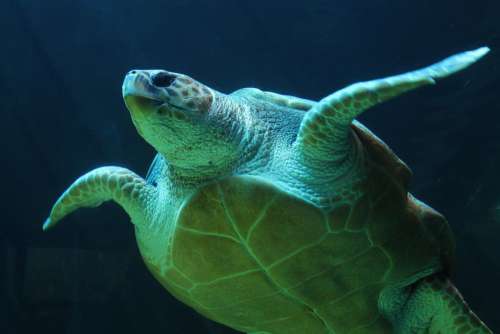 Underwater Sea Turtle Free Photo