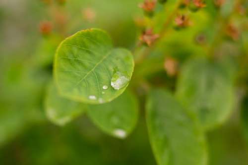 Leaf Green Raindrop Free Photo