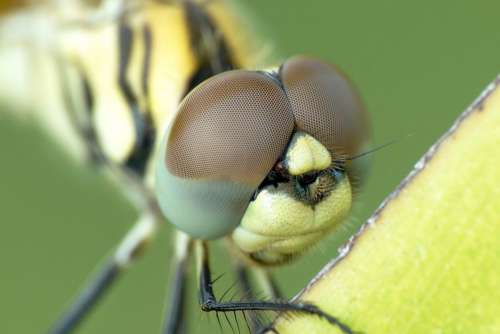 Yellow Black Dragonfly Closeup Free Photo