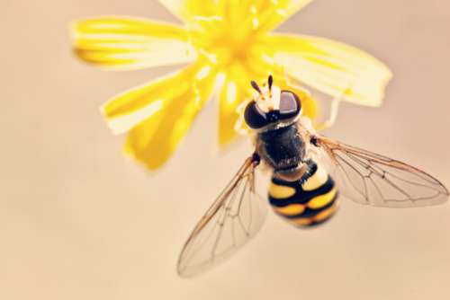 Yellow Bee Flower Free Photo