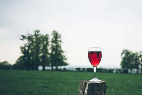 Glass Red Wine Grass Tree Free Photo