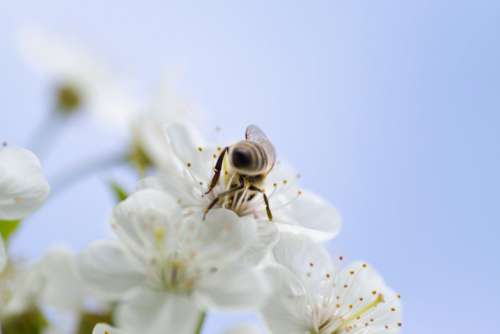 Bee White Flower Blue Free Photo