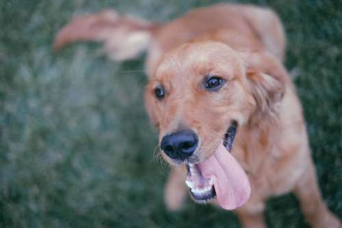Golden Retriever Dog Happy Free Photo
