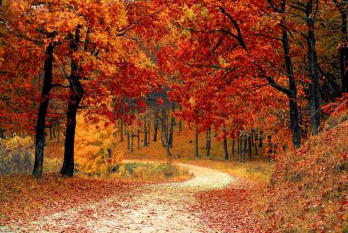 Autumn Fall Path Forest Free Photo