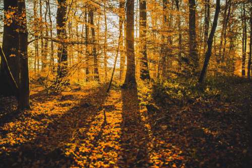 Shadow Autumn Forest Free Photo