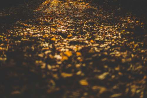 Forest Floor Leaves Autumn Free Photo