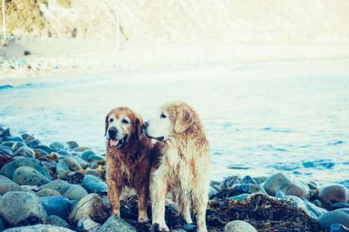 Golden Retriever Dogs Free Photo