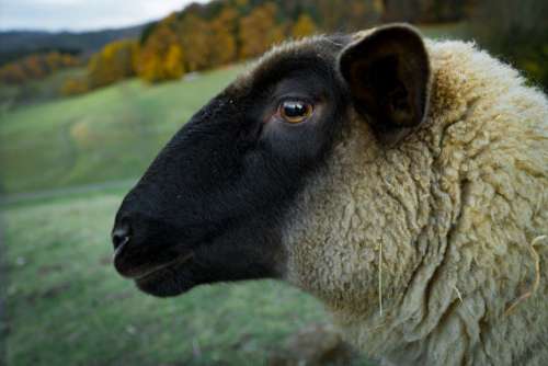 Closeup Sheep Farm Free Photo
