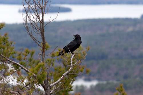 Crow in Tree Free Photo