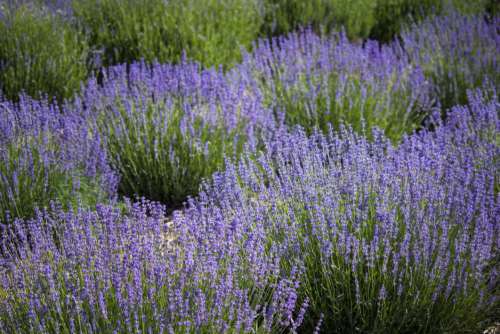Flower Field of Lavender Free Photo