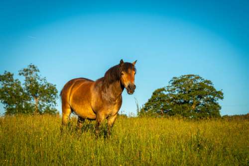 Horse in Sunny Pasture Free Photo