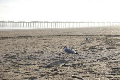 Seagulls on Beach Free Photo