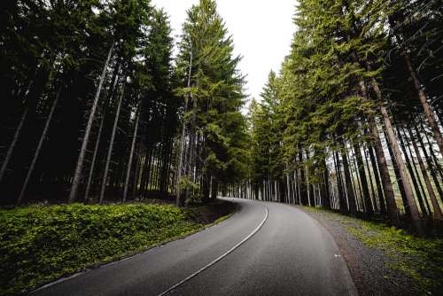 Long Road in Forest Free Photo