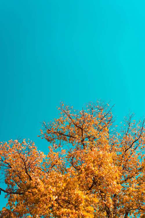 Fall Leaves Against Bright Sky Free Photo