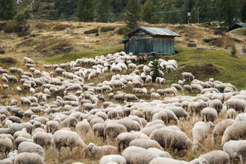 Flock of Sheep in the Mountain Pasture Free Photo