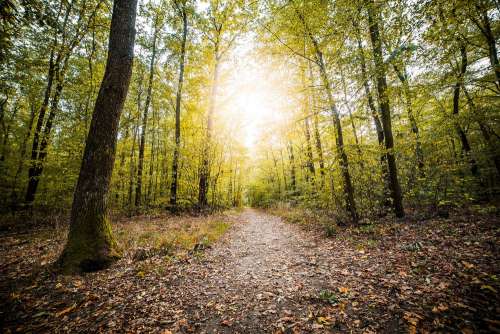 Forest Path in Fall Season Free Photo