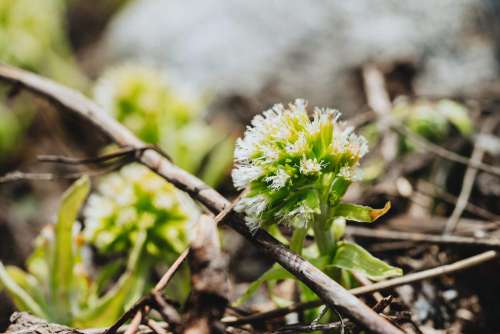 Mountain Flowers #2 Free Photo